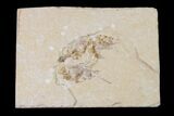 Three Cretaceous Fossil Shrimp - Lebanon #154579-1